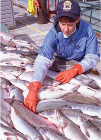 FDA Fisherwoman