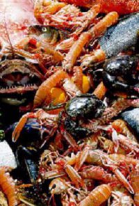 Fresh Seafood