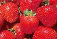 Fresh Strawberries
