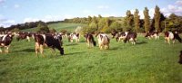 Cow Farm