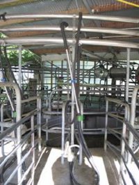 Cow Inspection Area