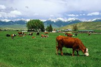 Cows