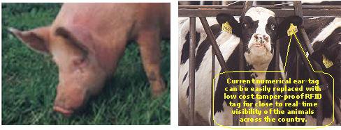 Pig and Cow with Numerical Tag